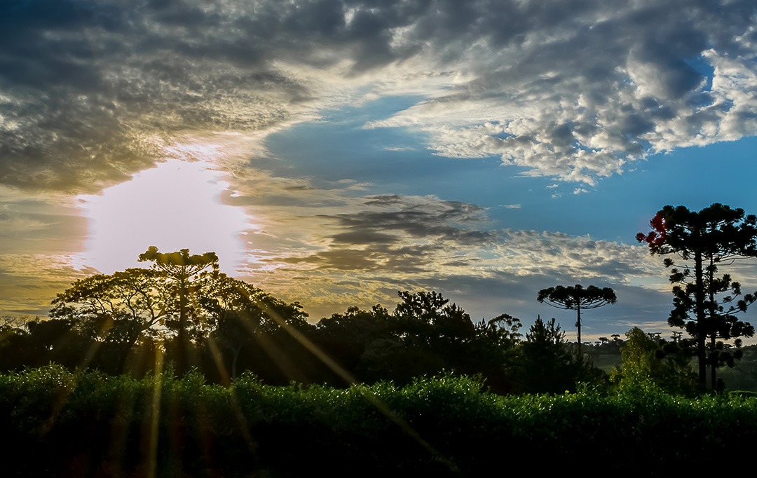 Paisaje de araucarias al atardecer